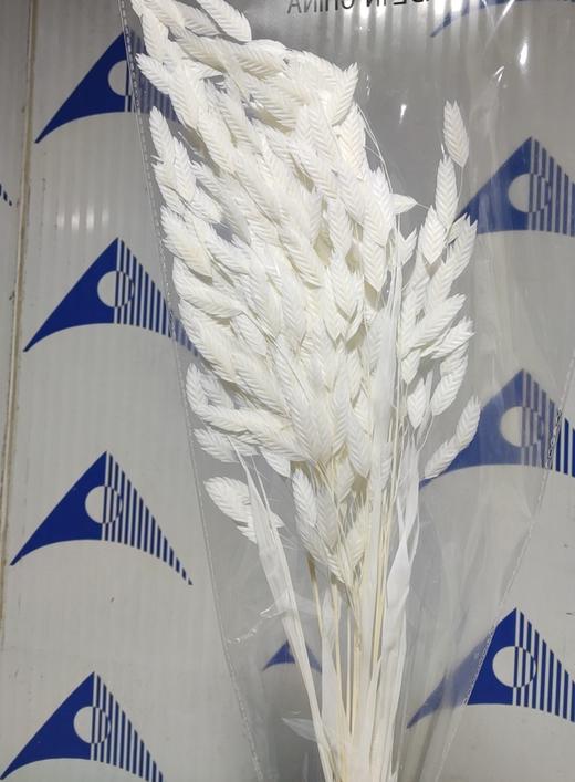 永生花材 | 小盼草白 商品图0