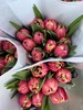 精品草莓松饼重瓣郁金香10支 商品缩略图5