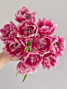 精品草莓松饼重瓣郁金香10支