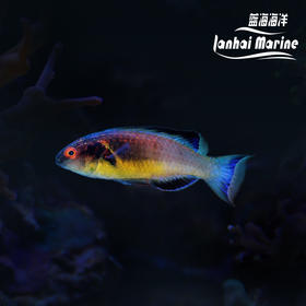 蝠仙雀