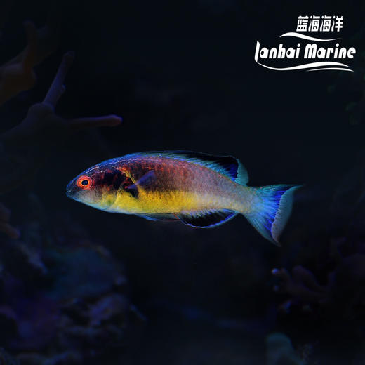 蝠仙雀 商品图0