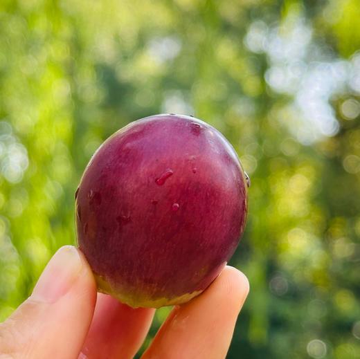 🌹顶级巨峰手掰葡萄🍇 春开花、夏养果、秋成熟横跨三个季节，晚熟葡萄天花板 纯有机肥自然生长，拒绝催熟 采摘糖度22度➕，颗粒巨大 20g起，肉质紧实，果香浓郁～～ 商品图1
