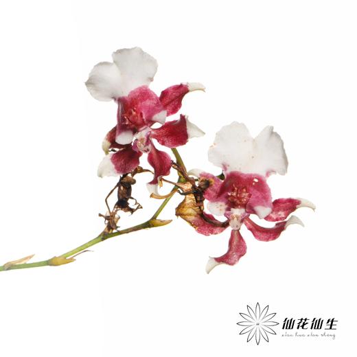 跳舞兰 | 香妃 商品图6