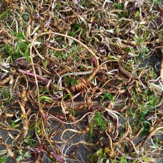 西藏林芝野生小当归 商品图1