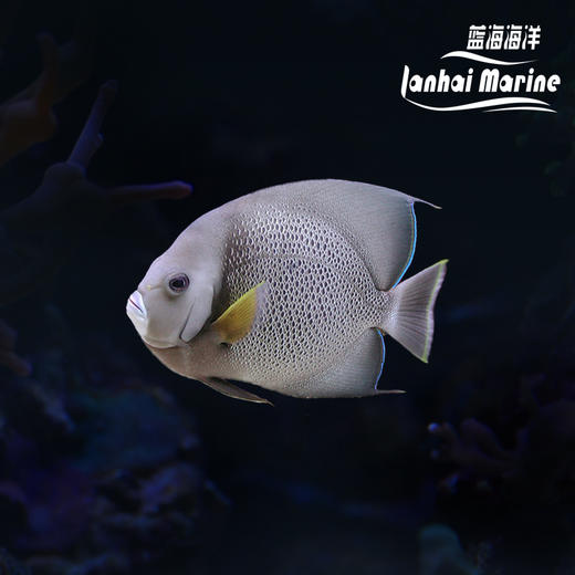 美国灰仙 商品图0