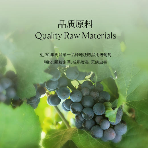 玉鸽单一园黑比诺干红葡萄酒 商品图5
