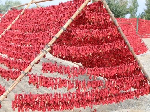 合作产品/新疆有机辣皮子 商品图4