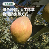 【秋风吹过】库尔勒香梨 新疆戈壁滩种植 甄选母梨 果皮带红 皮薄肉细 清甜多汁（下单后72小时 新疆产地顺丰/京东发货） 商品缩略图2