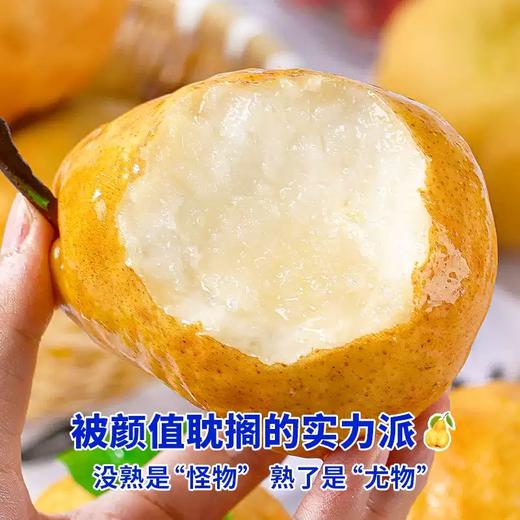 【新品半价补贴】仅限400单！烟台中华黄金丑梨源自农科院试验基地10斤/份 商品图2