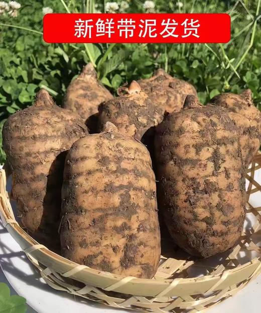 神农架高山新鲜天麻-食于自然、滋补养生  炖塘 蒸鸡蛋，爆炒等，长期食用天麻有益身体健康 商品图1