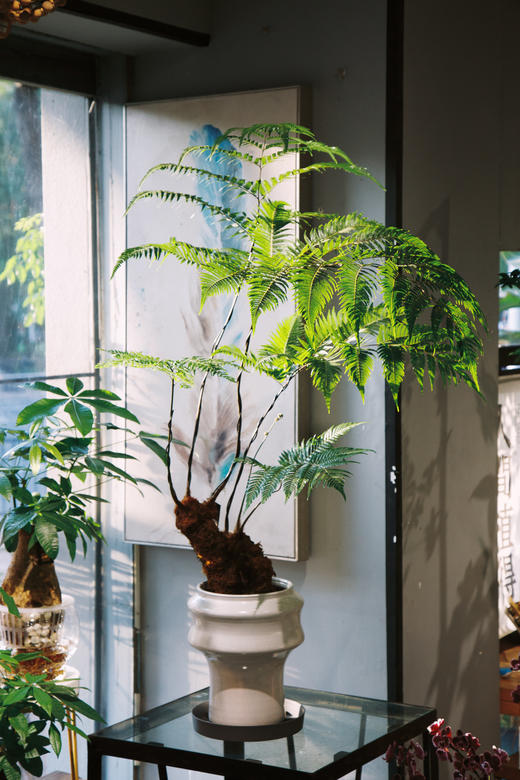 网红蕨 商品图0