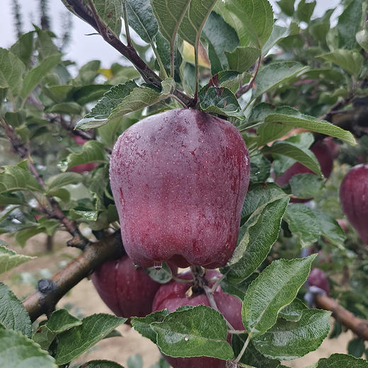 花牛苹果（甘肃天水） 商品图7