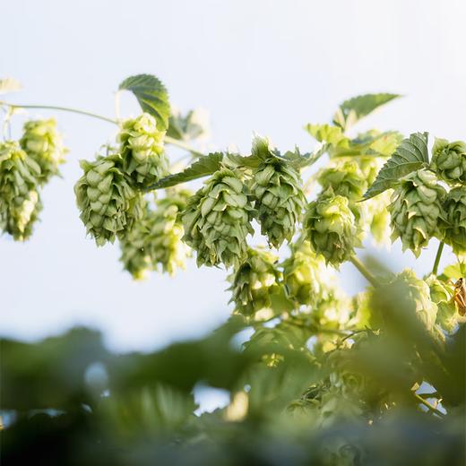 胖东来精酿黑啤酒500ml 商品图2