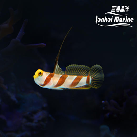 黑天线虾虎 商品图0