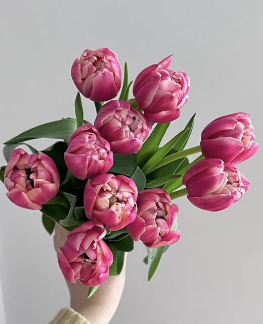 【国产郁金香】草莓松饼 约10枝/扎 商品图5