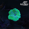 彩色地毯-绿 商品缩略图0