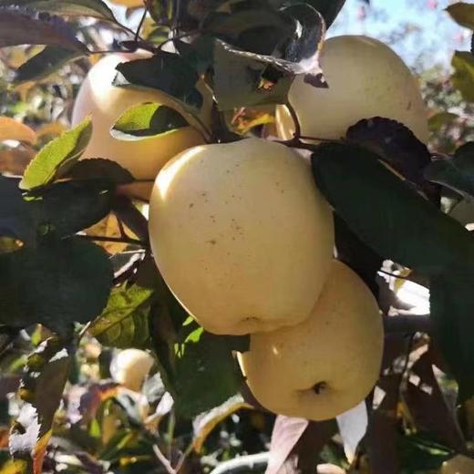 [最农公社]正宗主推|山东烟台维纳斯苹果净重4.4斤大果口碑复购镇店之宝 商品图5