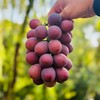 🌹顶级巨峰手掰葡萄🍇 春开花、夏养果、秋成熟横跨三个季节，晚熟葡萄天花板 纯有机肥自然生长，拒绝催熟 采摘糖度22度➕，颗粒巨大 20g起，肉质紧实，果香浓郁～～ 商品缩略图3