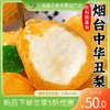 【新品半价补贴】仅限400单！烟台中华黄金丑梨源自农科院试验基地10斤/份 商品缩略图0