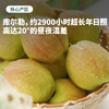 【秋风吹过】库尔勒香梨 新疆戈壁滩种植 甄选母梨 果皮带红 皮薄肉细 清甜多汁（下单后72小时 新疆产地顺丰/京东发货） 商品缩略图3