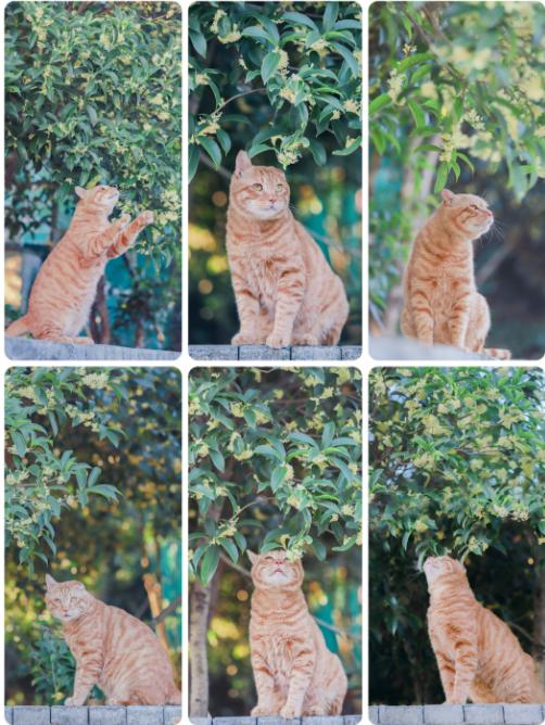 糗糗庄园猫猫电子照片 商品图8