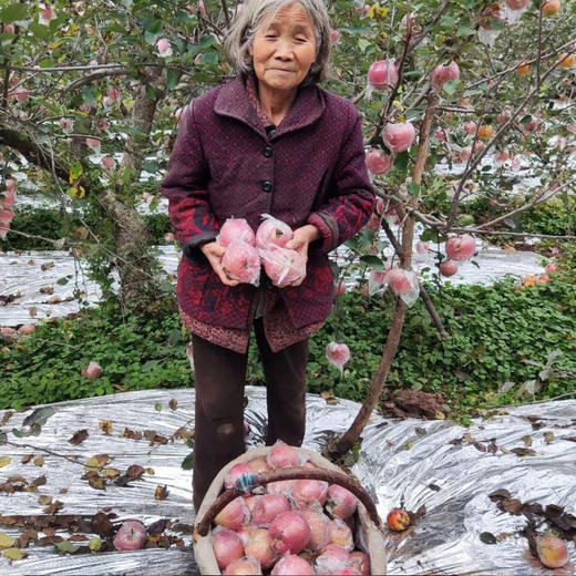 着急！陕西几十万斤红富士苹果成熟待售，感谢您一起助销，让苹果走出大山！ 商品图11