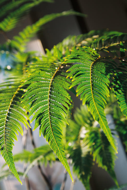 网红蕨 商品图2