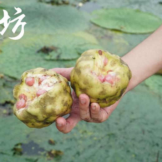 苏州鸡头米|时令美味  软糯Q弹 清润解渴，粒粒圆润，洁白弹韧，口感格外软糯 有一股淡淡的清香 商品图5