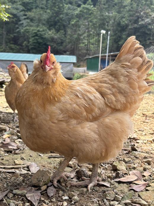 八乡农嫂高山散养220天的泉水鸡，当天现杀锁鲜(剁好配送)原汁原味 商品图1