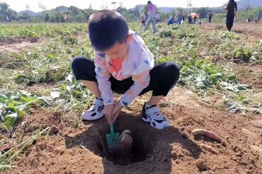 【智行研学】10月13日“秋意稻香”金秋研学 商品图12