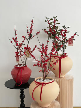 [ 一路长红 ] 冬青盆栽