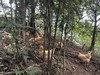 八乡农嫂高山散养220天的泉水鸡，当天现杀锁鲜(剁好配送)原汁原味 商品缩略图4