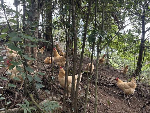八乡农嫂高山散养220天的泉水鸡，当天现杀锁鲜(剁好配送)原汁原味 商品图4