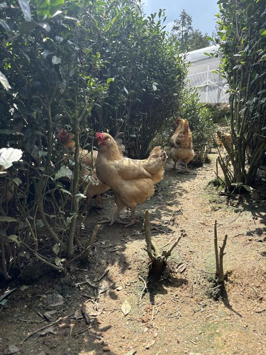 八乡农嫂高山散养220天的泉水鸡，当天现杀锁鲜(剁好配送)原汁原味 商品图3