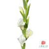 剑兰 象牙琥珀5枝一扎 商品缩略图0