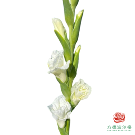 剑兰 象牙琥珀5枝一扎