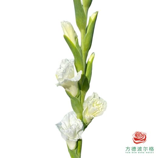 剑兰 象牙琥珀5枝一扎 商品图0