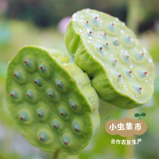 生态白莲子 300g/袋 | 合作农友生产，来自福建建阳，生产者：江禄 & 【公平贸易农人定价】 商品图4