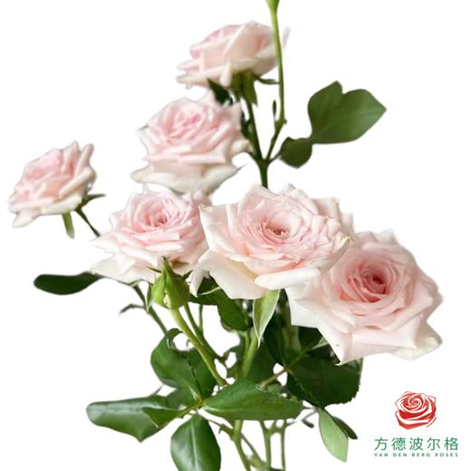 外购多头玫瑰-星悦宝贝 商品图0