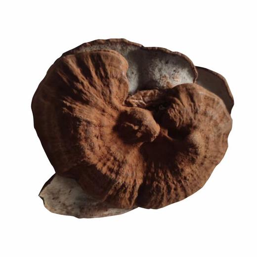 静宁灵芝整株   灵芝礼盒 3片装 商品图3