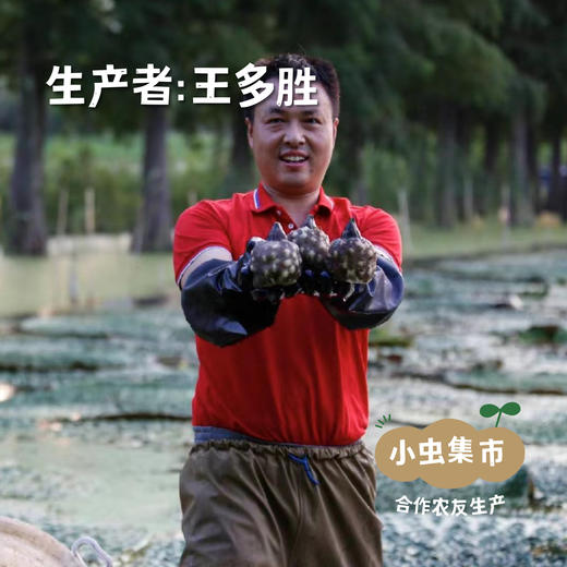 生态新鲜手剥鸡头米（芡实）| 合作农友生产，产自江苏昆山，生产者：王多胜 *【公平贸易农人定价】 商品图3