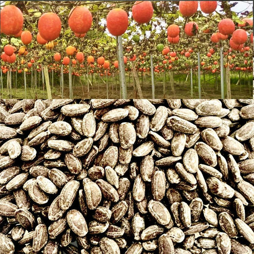 黔东南黄平【吊瓜子】250g*2袋 全国包邮部分地区不发货 超大颗粒吊瓜子，连壳都有味 商品图1