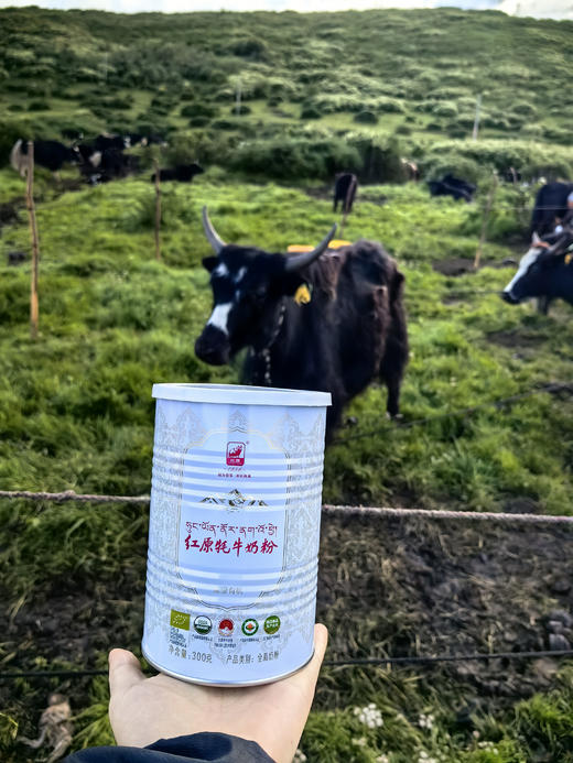 红原牦牛奶粉铂金版白罐 300g/罐 商品图2