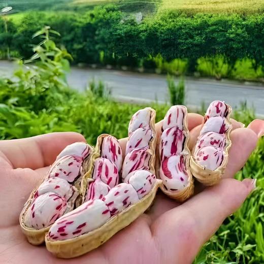 天然多彩 营养升级 新鲜云南七彩花生  1斤/2斤 商品图0
