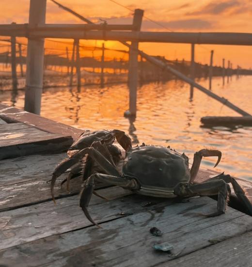 2025正宗阳澄湖大闸蟹 商品图2