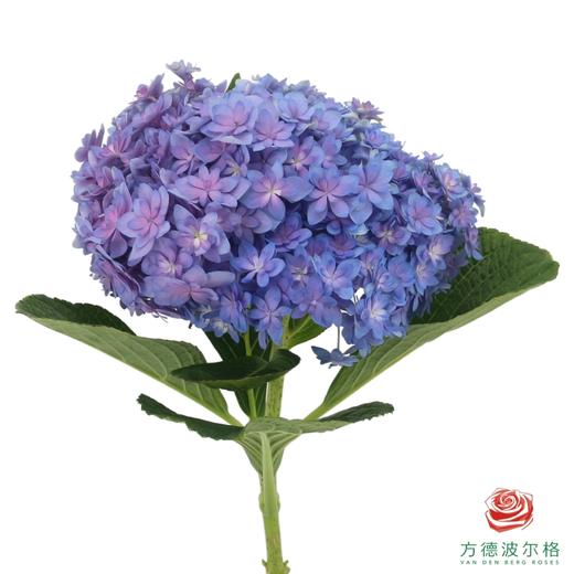 市场绣球-旗袍 1枝 商品图0