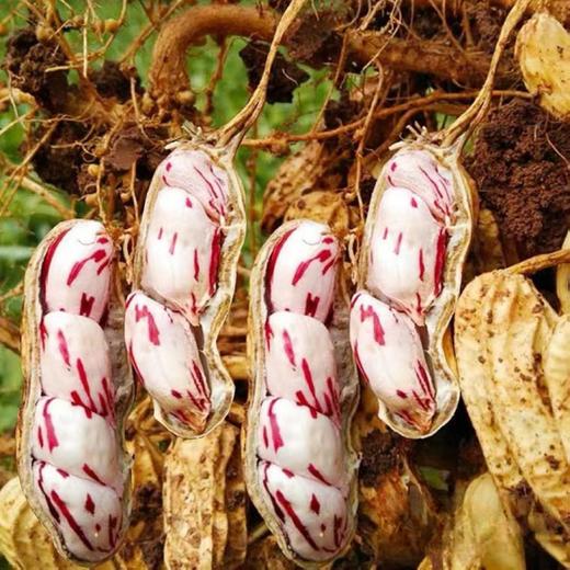 云南高原富硒黑花生/七彩花生 商品图5