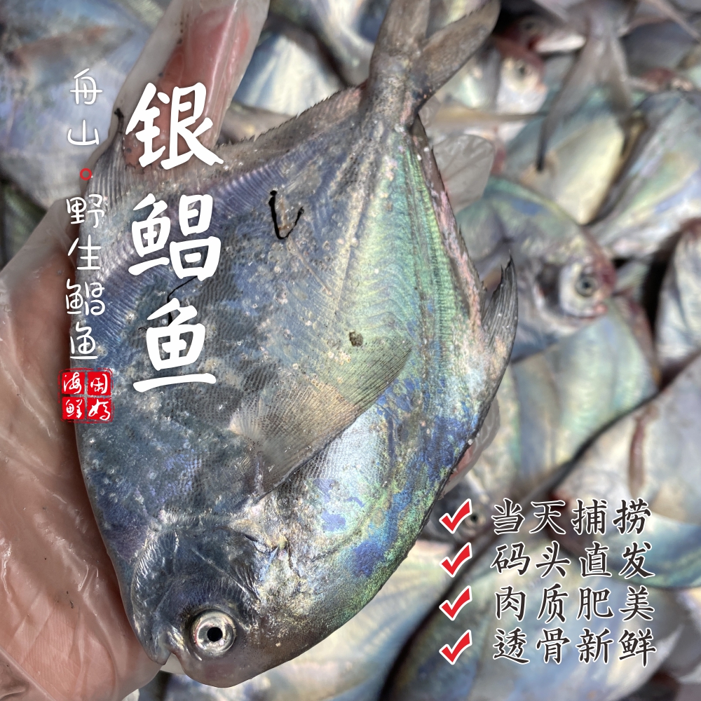 【闹妈】[热气]舟山银鲳鱼各种规格，肉质细嫩，辅食最佳