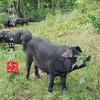【闹妈】舟山虾峙沟头井海岛生态放养土猪肉 不包邮 商品缩略图1