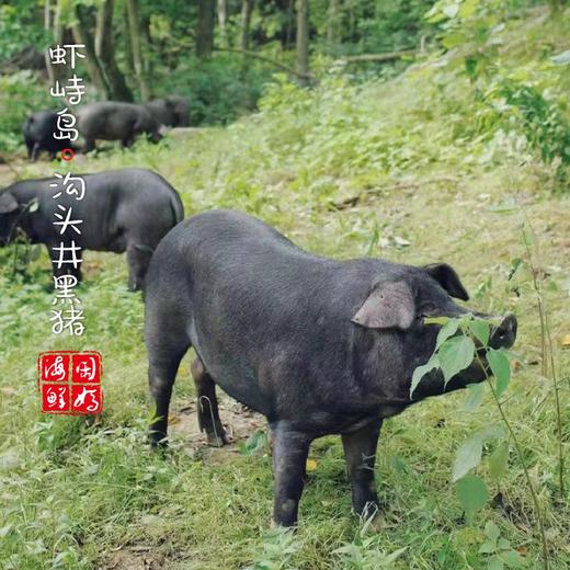【闹妈】舟山虾峙沟头井海岛生态放养土猪肉 不包邮 商品图1